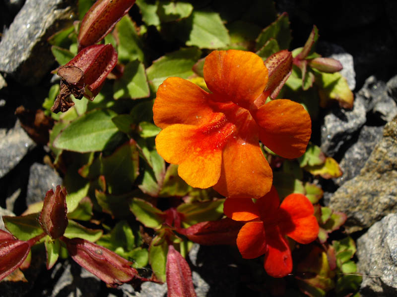 Mimulus cupreus en fleurs près d'un ruisseau de montagne au Chili